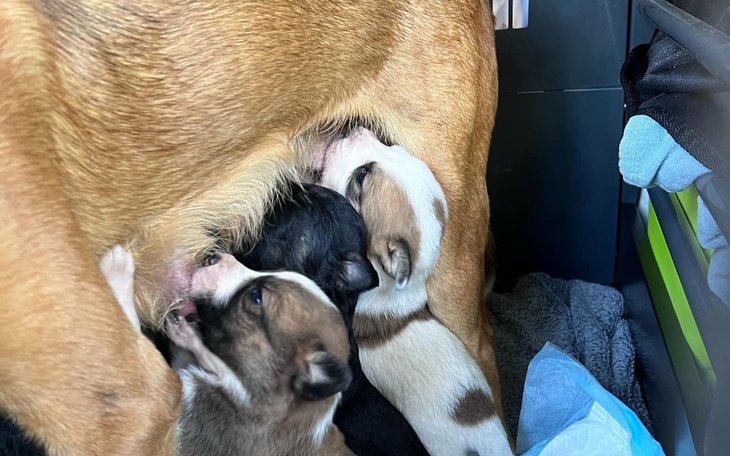 Szczenięta ssące mleko od matki w przytulnym otoczeniu.