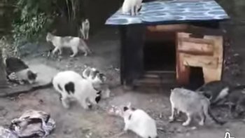 Zbiórka Na karme dla kotków z Boryni - miniaturka zdjęcia