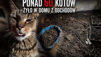 Zbiórka Horror zbieractwa w Pile - miniaturka zdjęcia