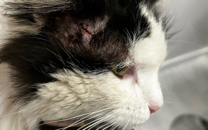 Kot z raną na głowie, wymagający opieki weterynaryjnej.