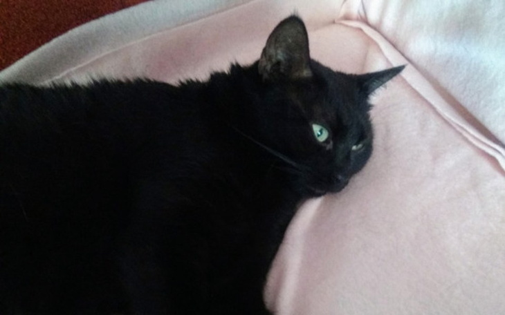 Zbiórka Rezonans magnetyczny Kotki - zdjęcie główne