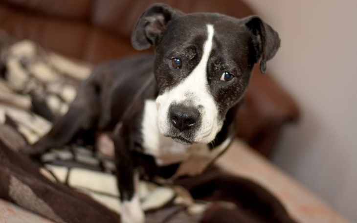 Zbiórka Kaja - usunięcie guza - zdjęcie główne