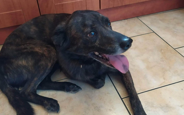 Pies leżący na podłodze, uśmiechnięty i zrelaksowany.