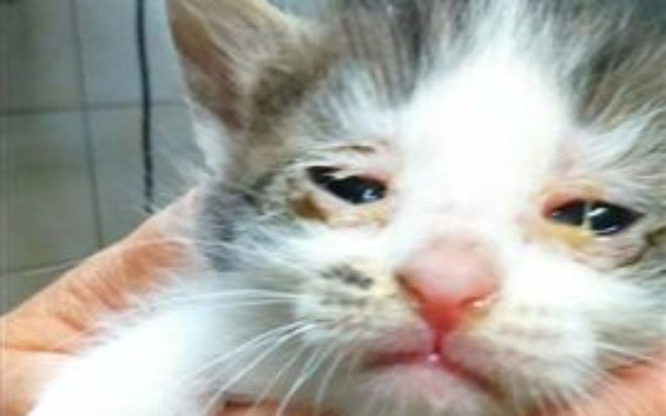 Zbiórka Kotki WYRZUCONE W WORKU-POMÓŻCIE - zdjęcie główne