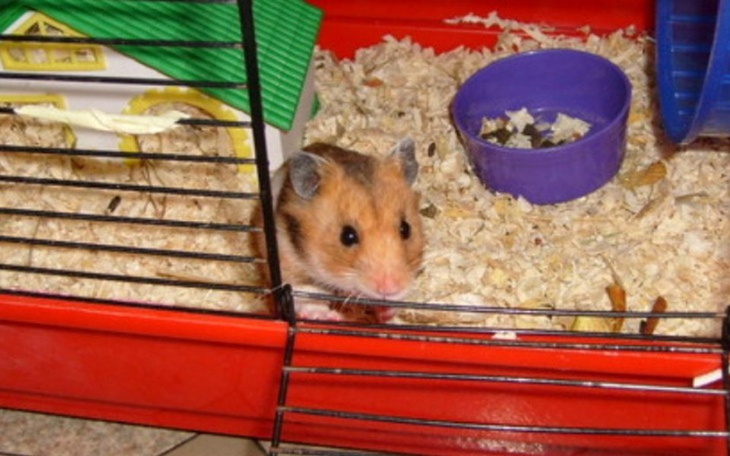 Zbiórka Na dobrę warunki dla chomiczków - zdjęcie główne