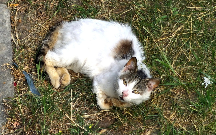 Zbiórka Dziki Bączek - zdjęcie główne