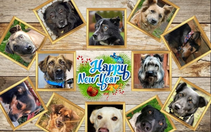 Zbiórka Strzelam piątaka dla psiaka - zdjęcie główne