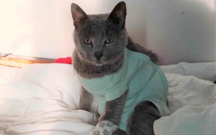 Zbiórka na spłatę za leczenie Szarego - zdjęcie główne