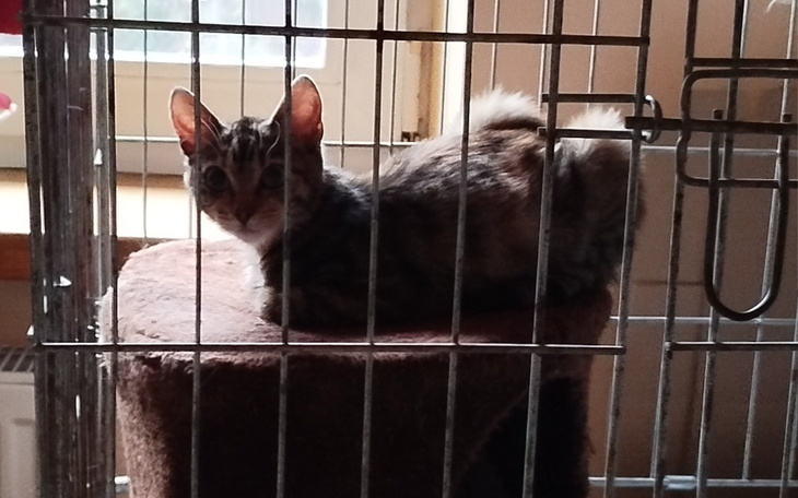 Kot w klatce, siedzący na miękkim podłożu.