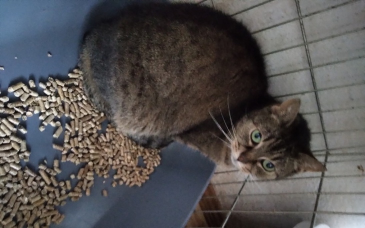 Zbiórka Ratująca karma dla Emilki - zdjęcie główne