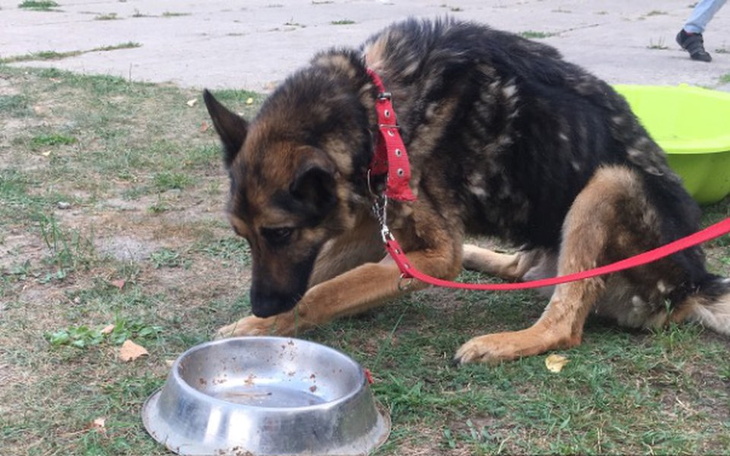 Zbiórka Pomóżmy uratować Larrego - zdjęcie główne