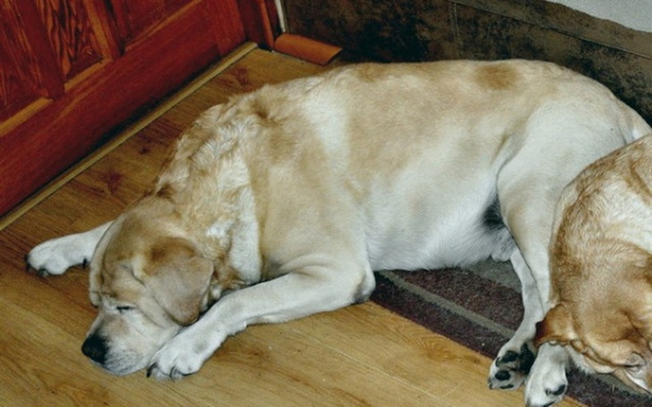 Zbiórka Na leczenie Dropsa - zdjęcie główne