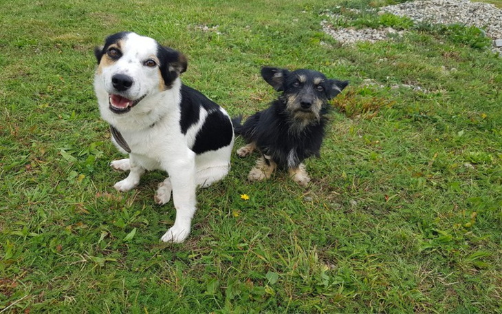Zbiórka Paliwo dla psiaków - zdjęcie główne