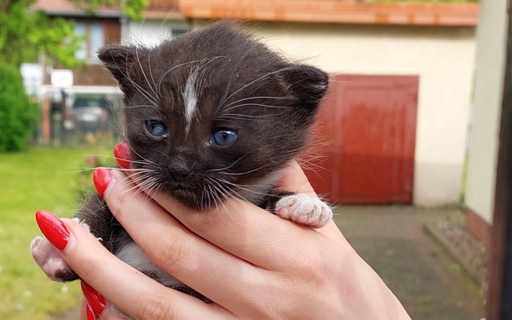 Zbiórka Walka o życie Imbira.. Pomożesz - zdjęcie główne