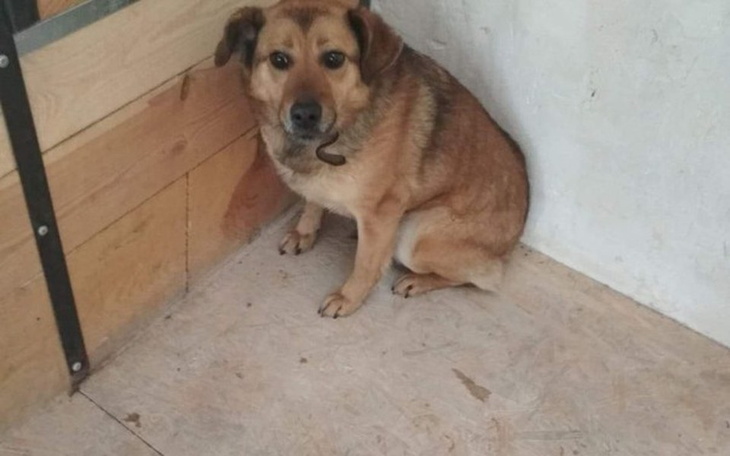 Zbiórka Właściciel umarł, została sama - zdjęcie główne