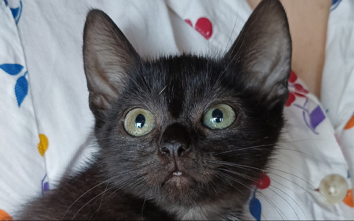 Zbiórka Kira prosi o wsparcie - zdjęcie główne