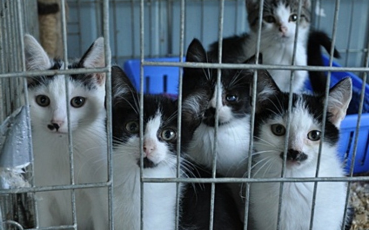 Zbiórka Na karmy na zwierząt itp. - zdjęcie główne