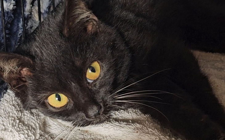 Czarny kot z dużymi, żółtymi oczami, leżący na kocu.