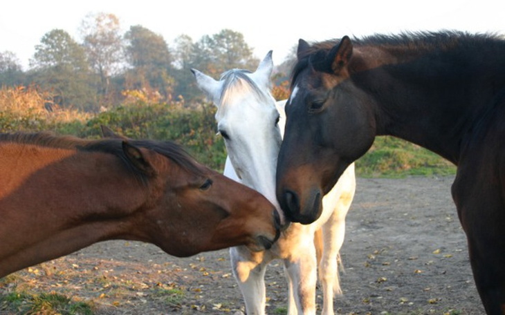 Zbiórka Błagamy o pomoc dla nich... - zdjęcie główne