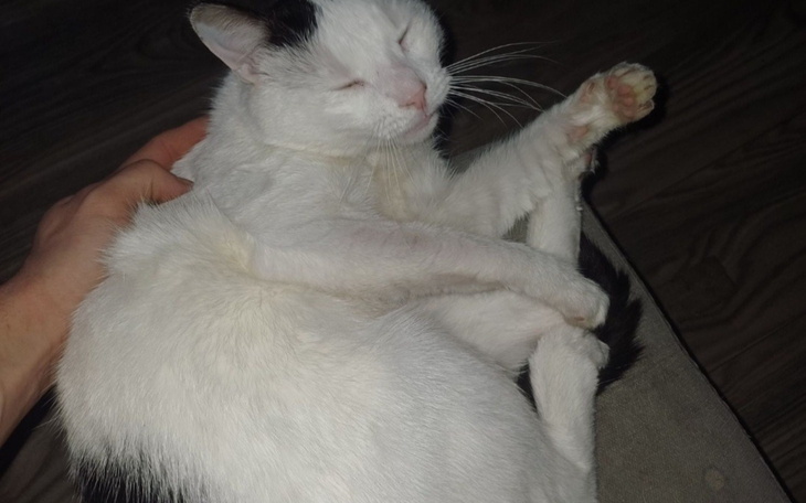 Kot w relaksującej pozycji, z zamkniętymi oczami.