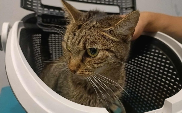 Kot w transporterze, z wyrazem ciekawości.