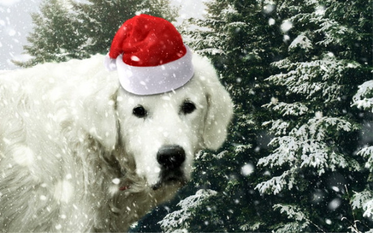 Zbiórka Mikołajkowa Paka dla zwierzaka! - zdjęcie główne