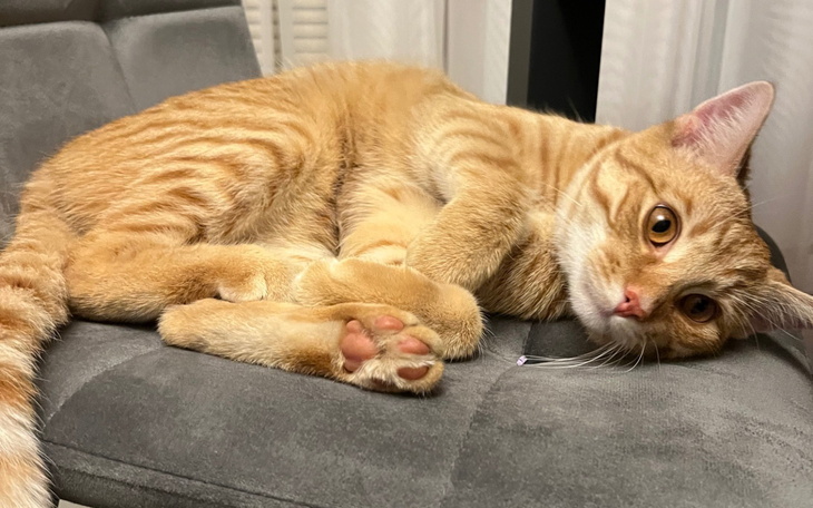 Rudy kot leżący na szarej kanapie.