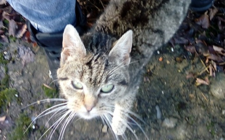 Zbiórka Figa - skrajnie wychudzona kotka - zdjęcie główne