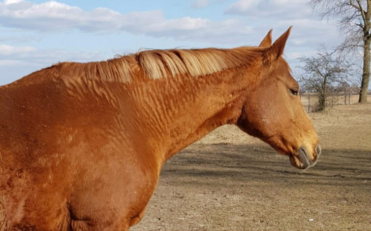 Zbiórka Uratujmy życie Rudej - zdjęcie główne