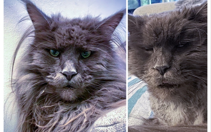 Zbiórka Pomóżcie nam uratować Leona - zdjęcie główne