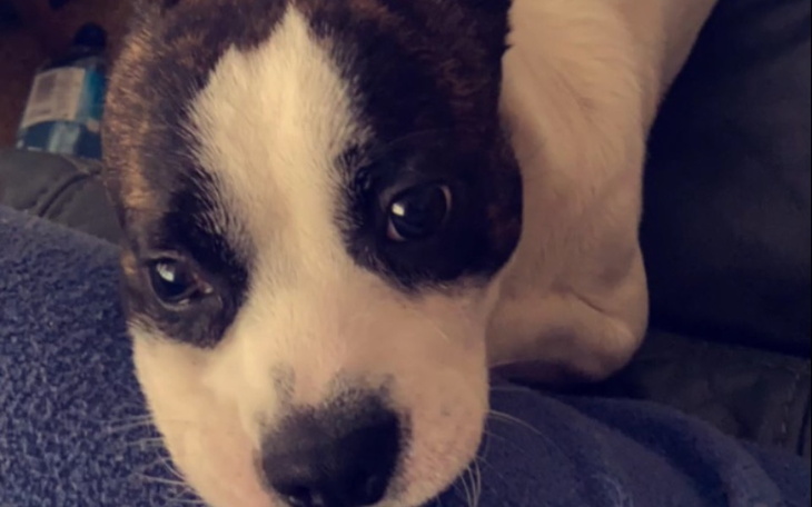 Zbiórka Zbiórka na operację Leona psiaka - zdjęcie główne