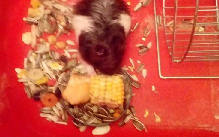 Zbiórka Na karmę dla zwierząt dziękuję - zdjęcie główne