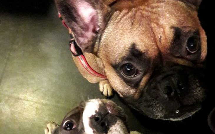 Zbiórka Pomóżmy razem psiakom z fundacji - zdjęcie główne