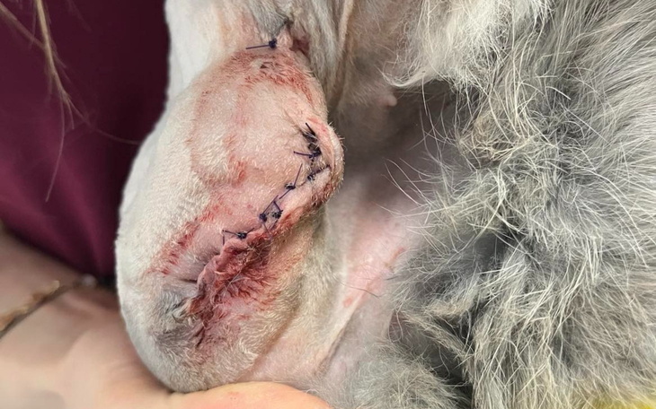 Zszyta rana na uchu zwierzęcia, z widocznymi szwami.