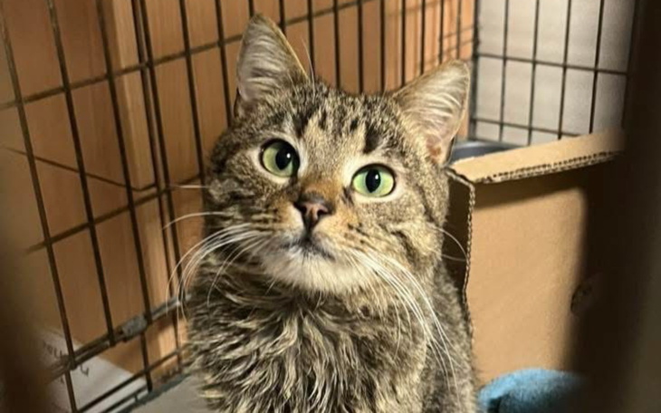 Kot z zielonymi oczami patrzy przez kraty klatki.