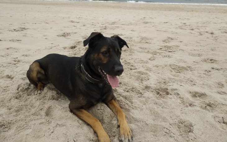 Zbiórka Rehabilitacja Hira - zdjęcie główne