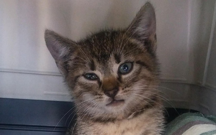 Zbiórka Beza zbiera na przegląd i posag - zdjęcie główne