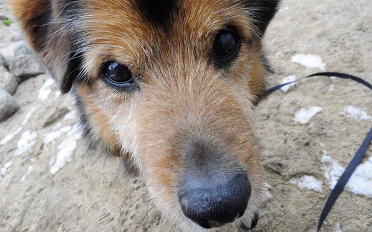 Zbiórka Pomóżmy Meliskowi "Melkowi" - zdjęcie główne