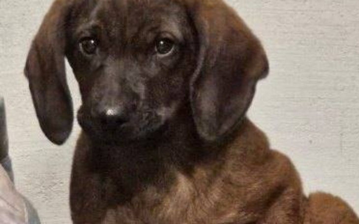 Zbiórka Ktoś wyrzucił mnie z auta Pomocy - zdjęcie główne