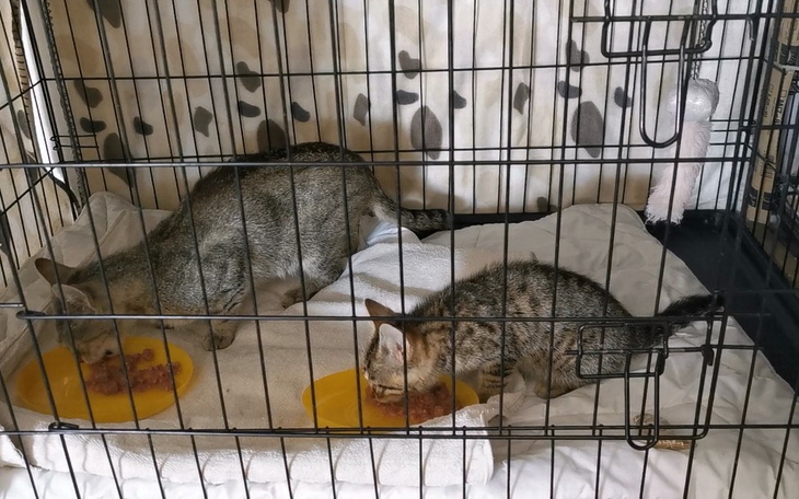 Zbiórka Na karmę dla kocich maluszków - zdjęcie główne