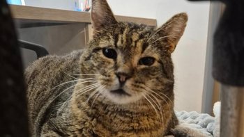 Zbiórka Pomóżcie nam w walce o Borynia - miniaturka zdjęcia