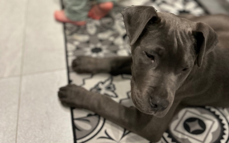 Zbiórka Uratujmy wzrok szczeniaczka - zdjęcie główne