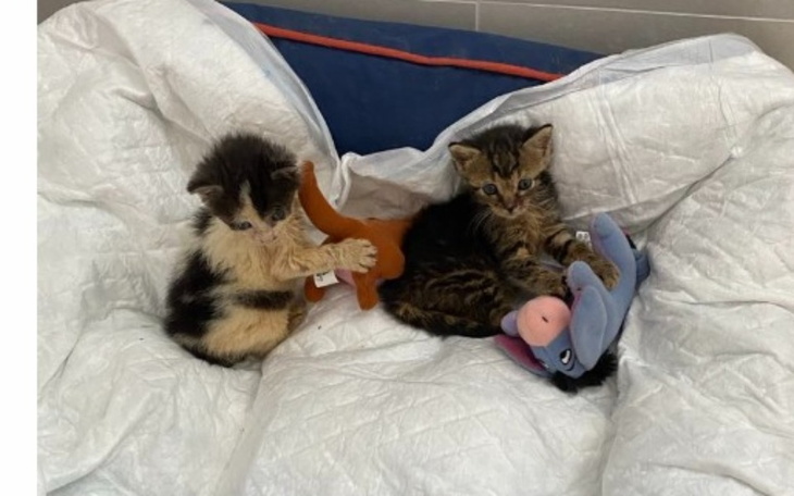 Zbiórka Surowica i Leki Odpornościowe - zdjęcie główne