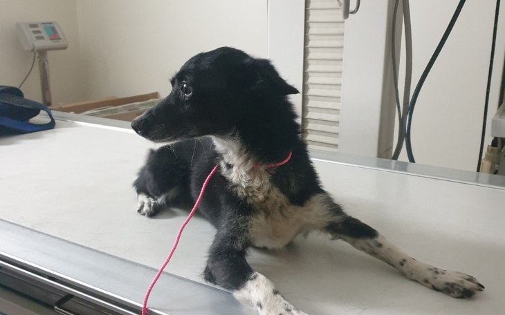 Zbiórka BABUSZKA na leczenie i godną sta - zdjęcie główne