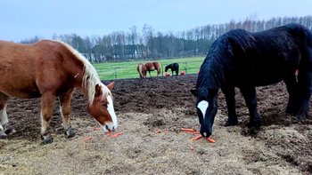 Zbiórka Pomóż ocalić Konikowy Dom. - miniaturka zdjęcia