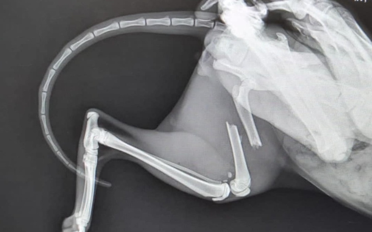 Zbiórka Ratunek dla potrąconego kota - zdjęcie główne