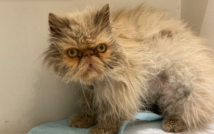 Zbiórka Bezdomne kocie nieszczęście - zdjęcie główne