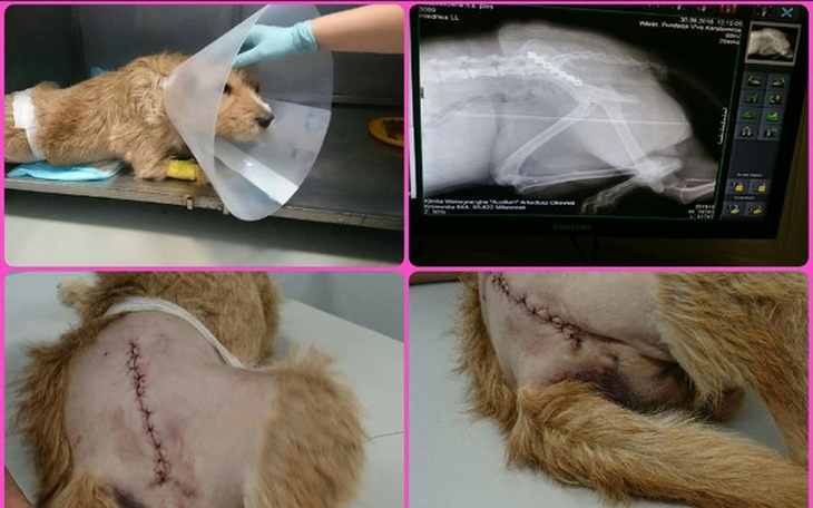 Pies po operacji, z opatrunkiem i szwami.