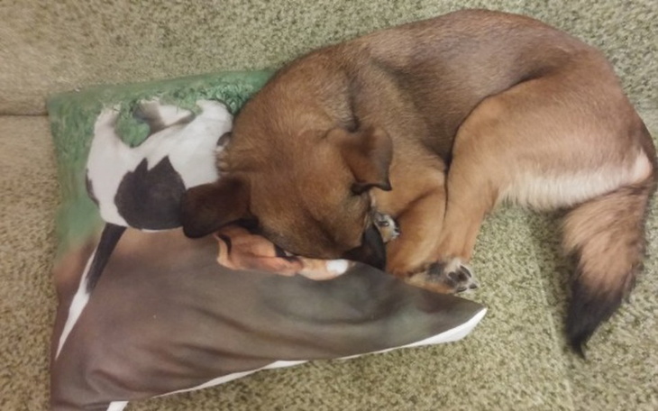 Zbiórka Komorne - zdjęcie główne