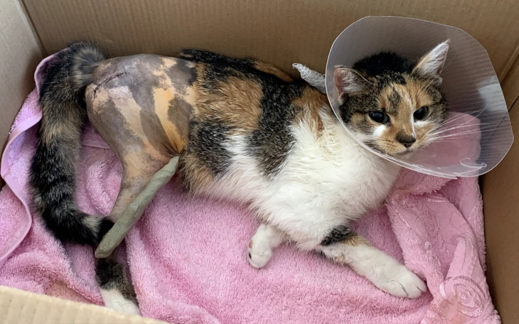 Zbiórka Pomóc w ratowaniu kotki Pusi - zdjęcie główne